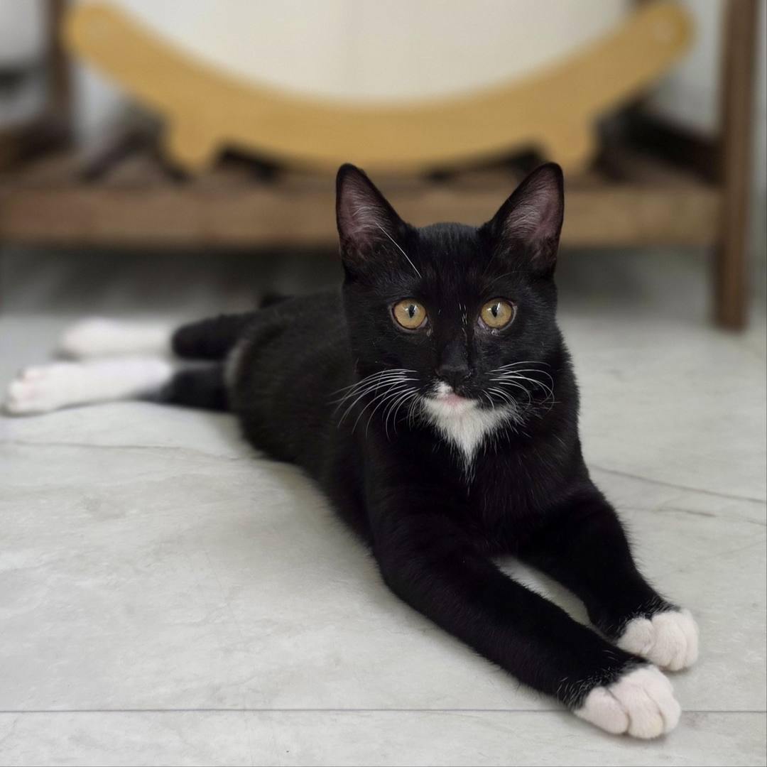 땅콩(고양이)