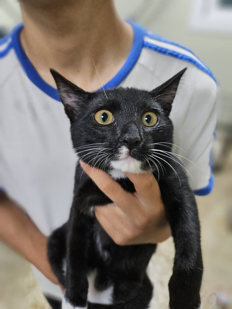 땅콩(고양이)