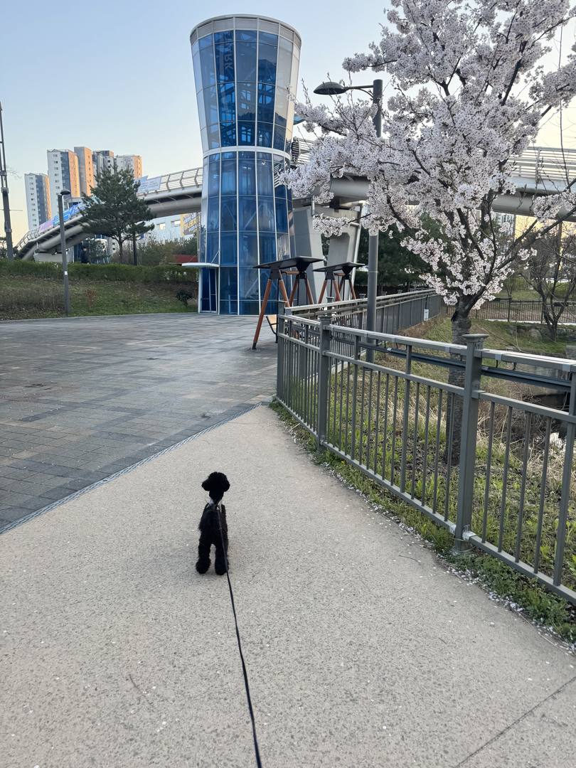 보롱