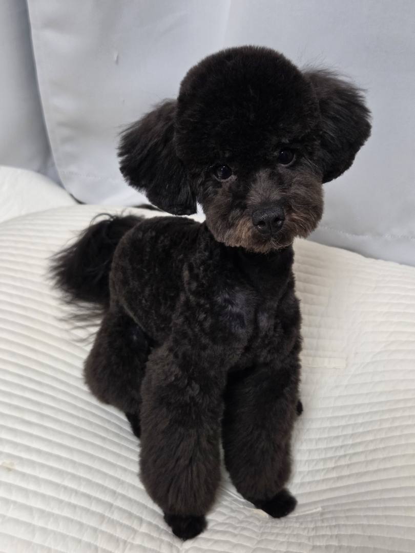 보롱