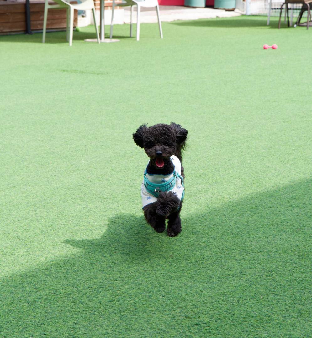 보롱