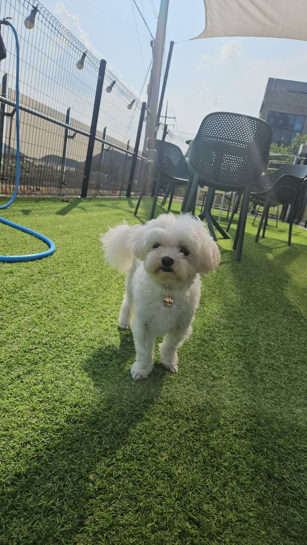해피