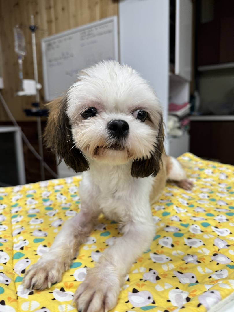 케찹