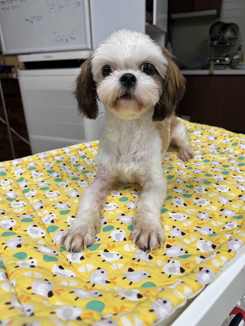 케찹
