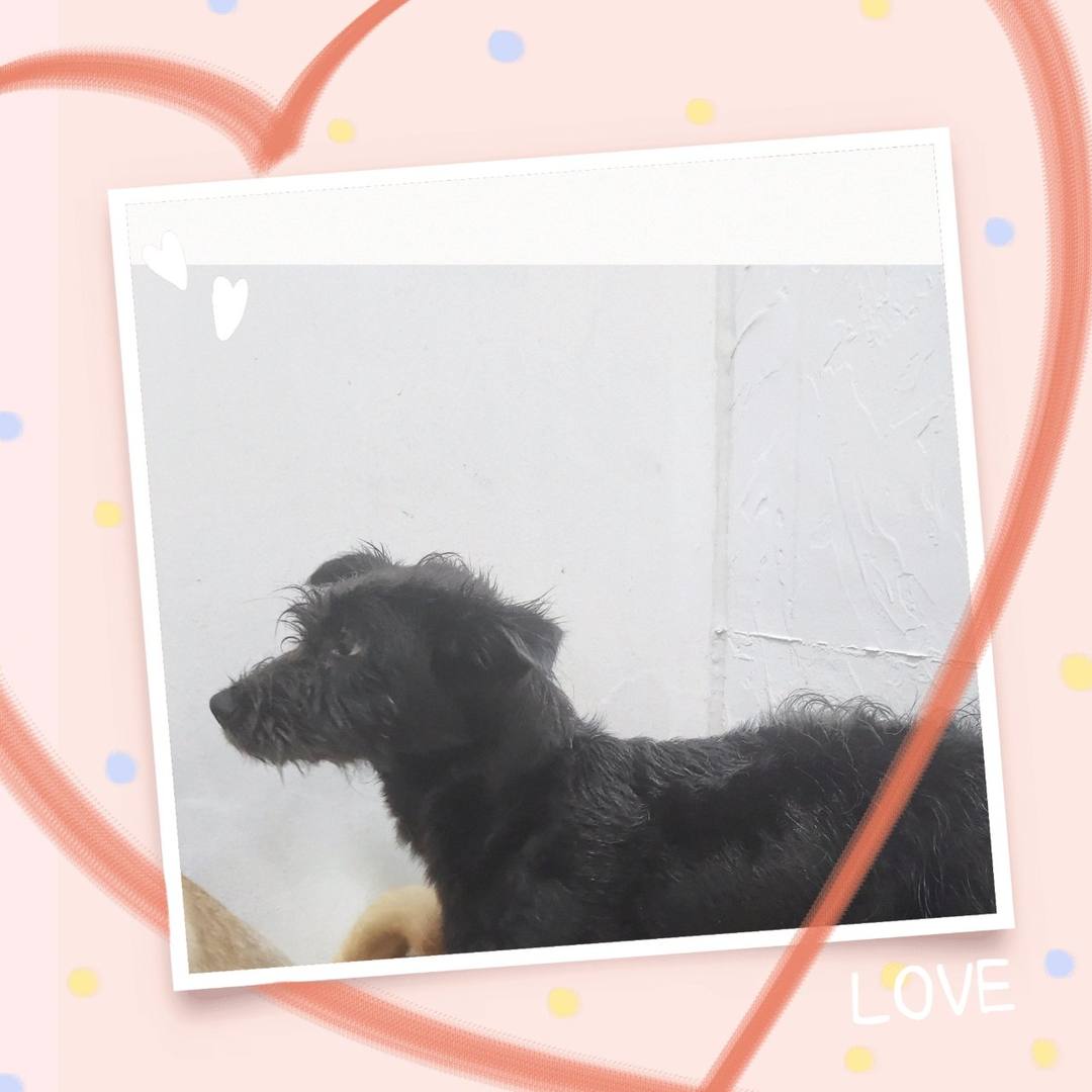 브이