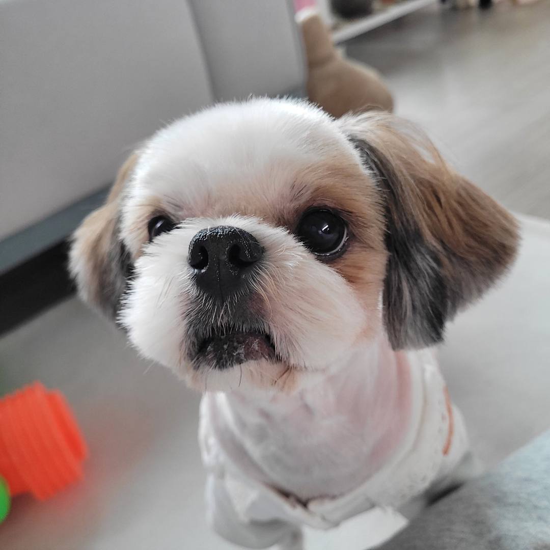 시루