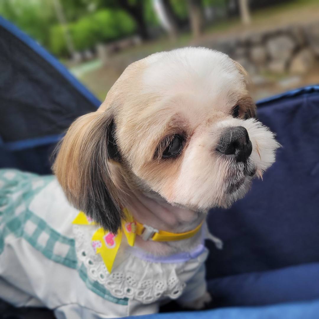 시루