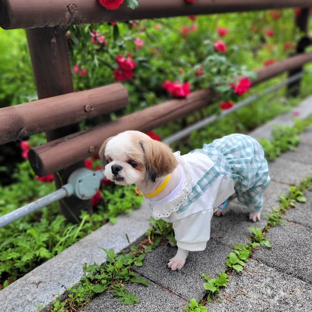 시루