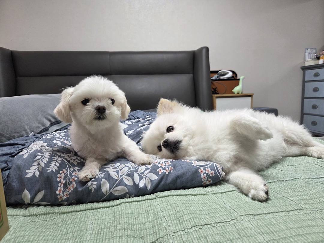 시루