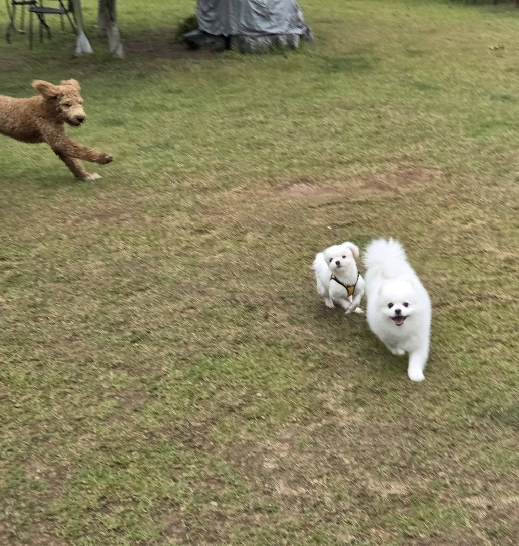 시루