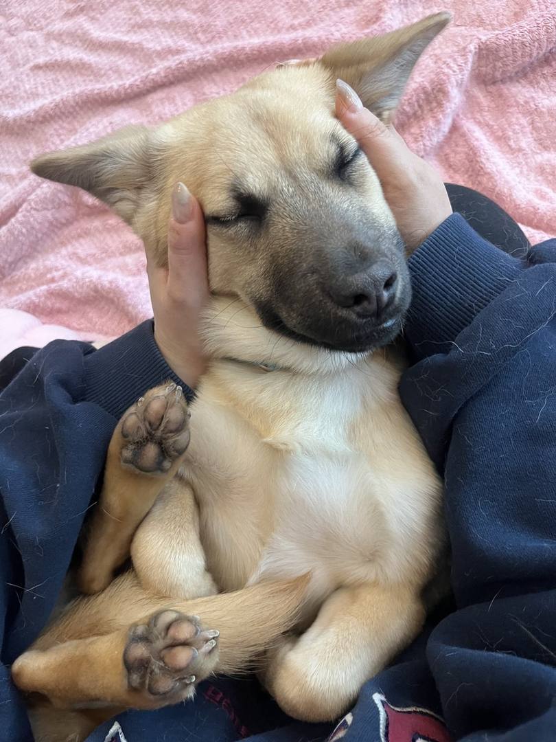 댕구