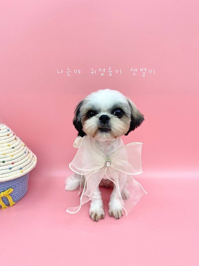 샛별