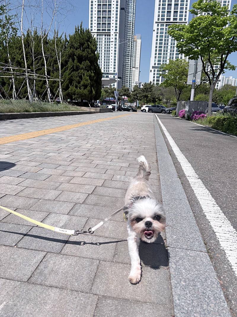 샛별