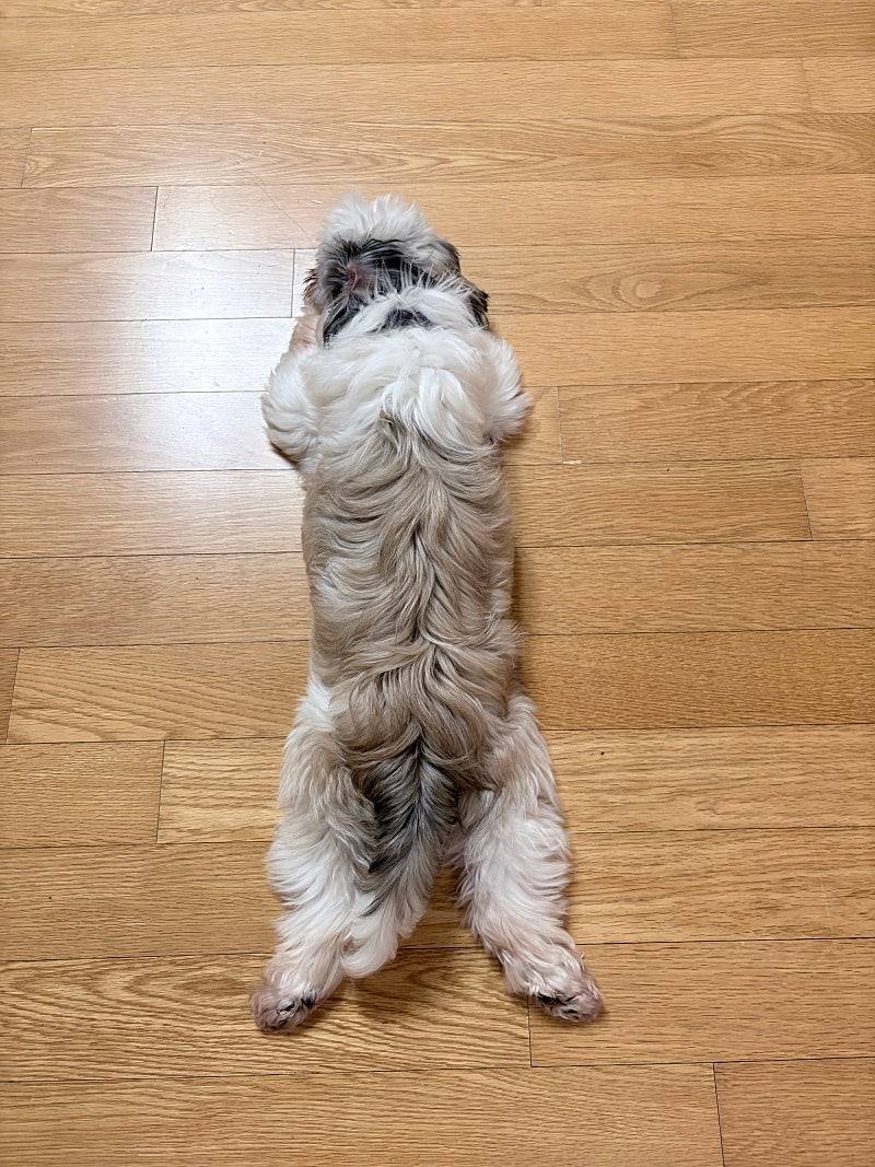 샛별
