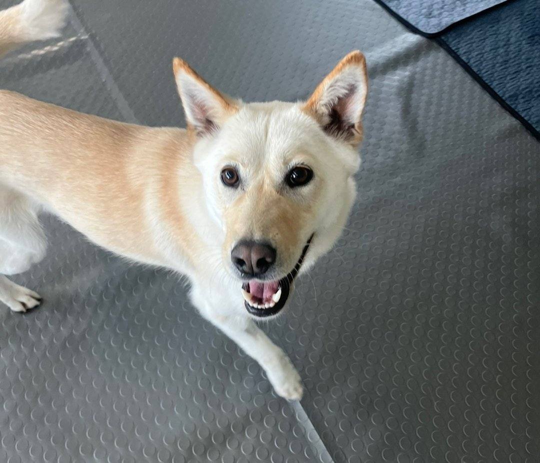 설이