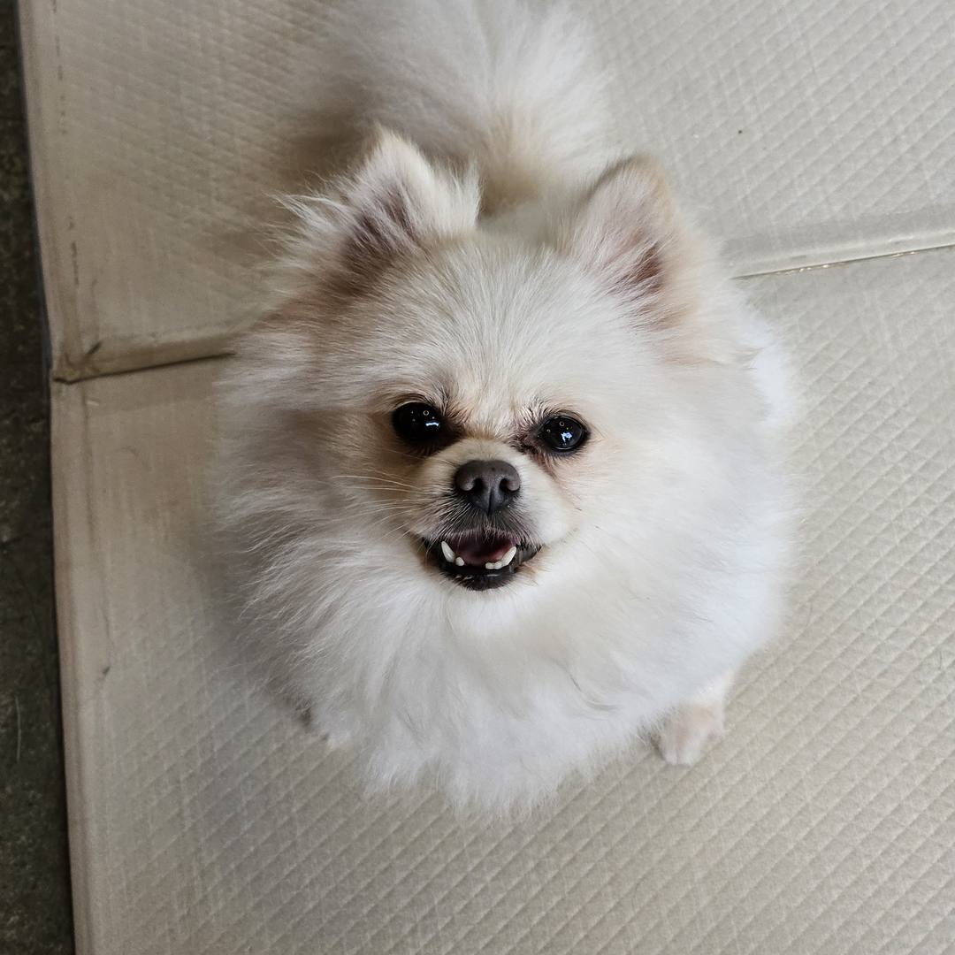 피비