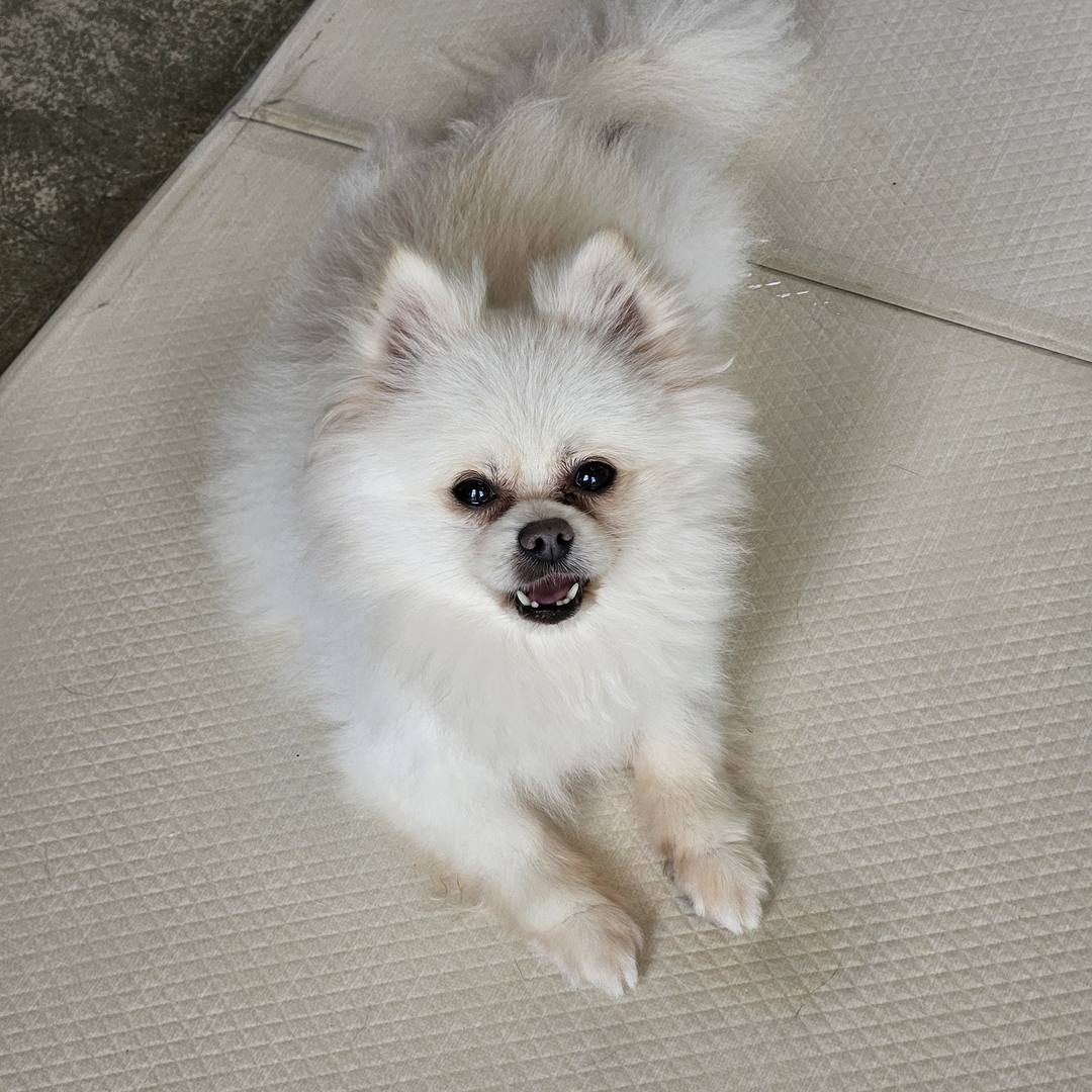 피비