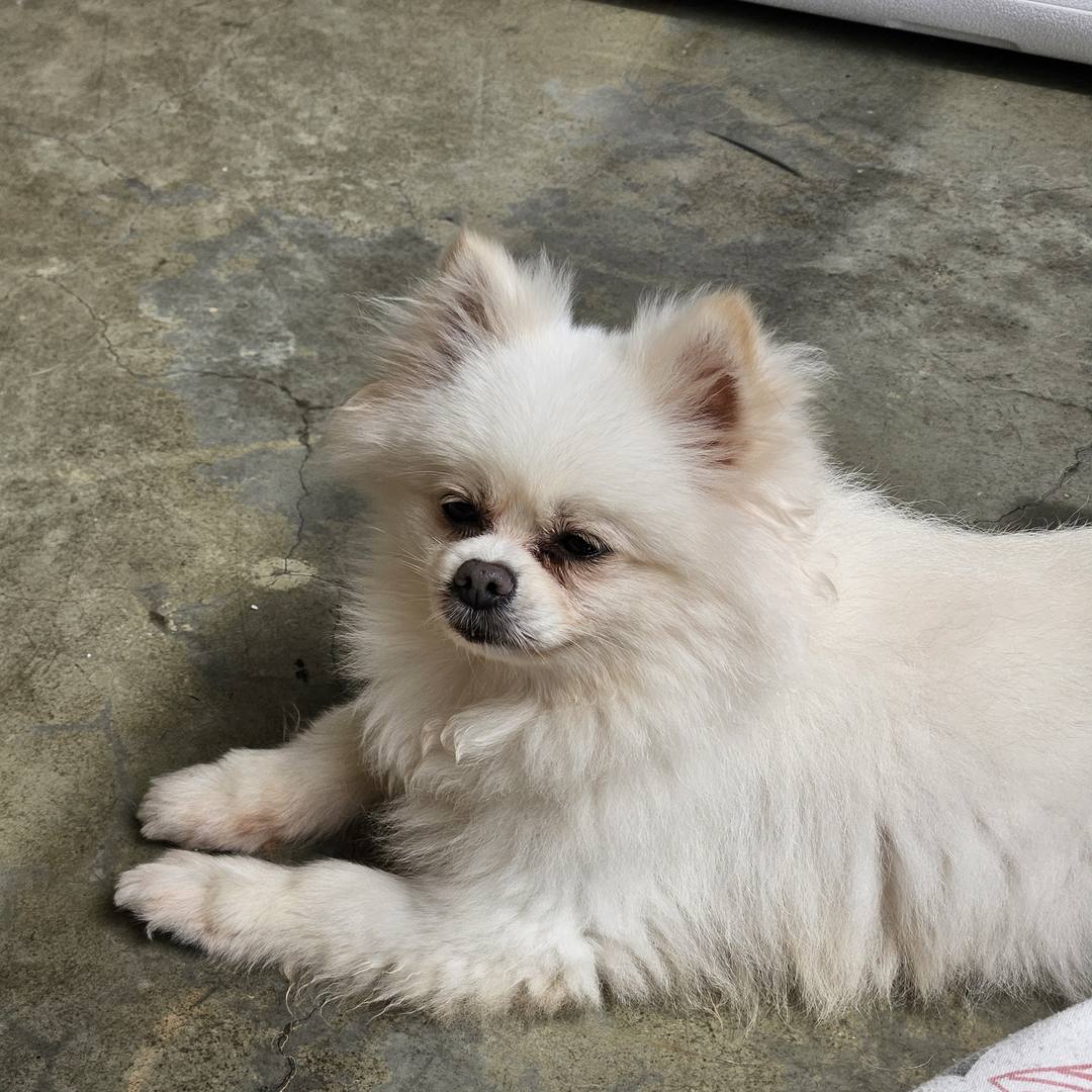 피비
