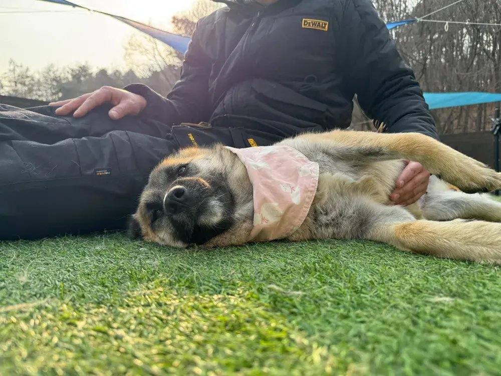 젬마