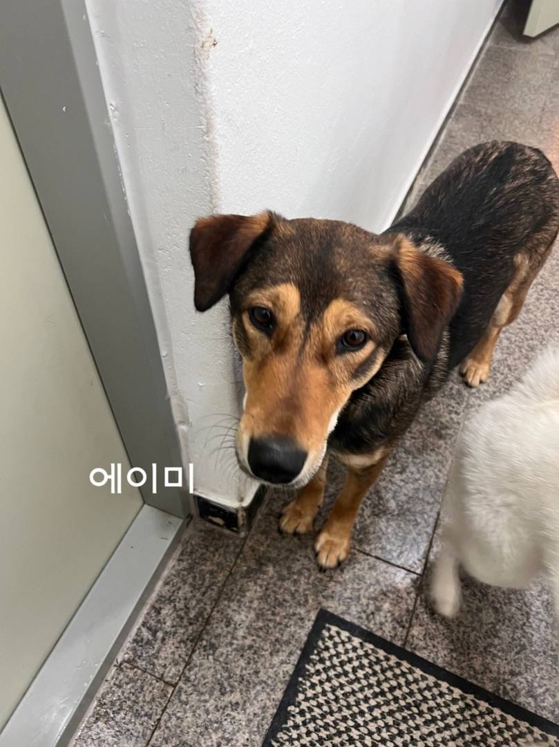 에이미