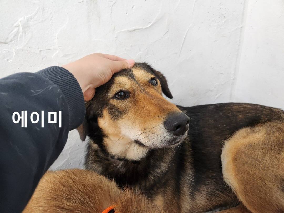 에이미
