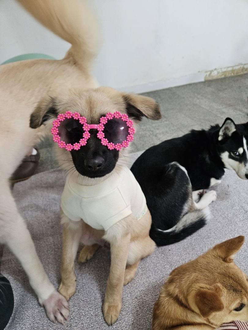 알라