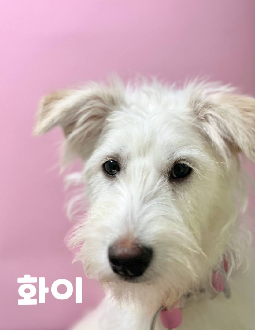 화이