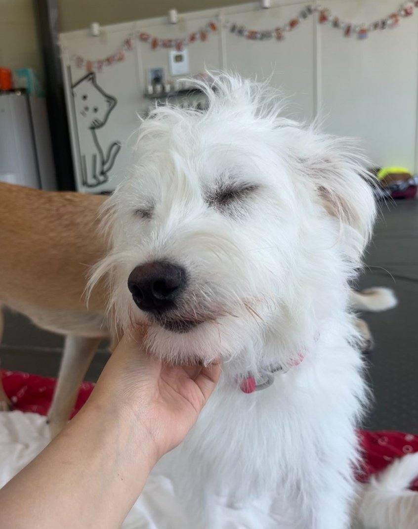 화이