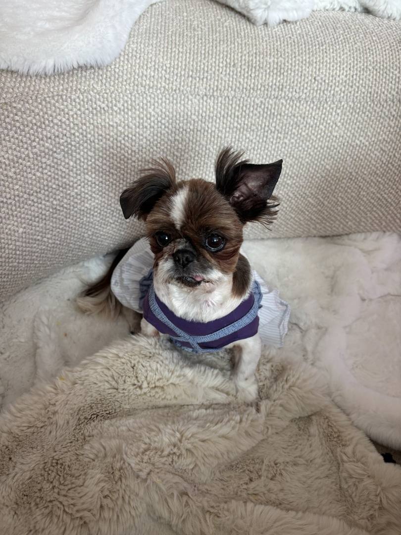루비