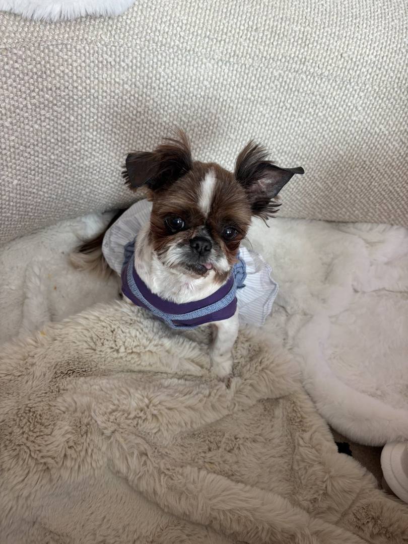 루비