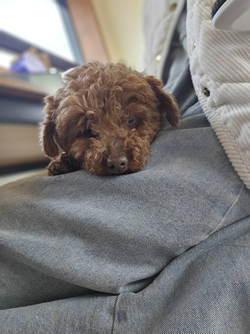 로이
