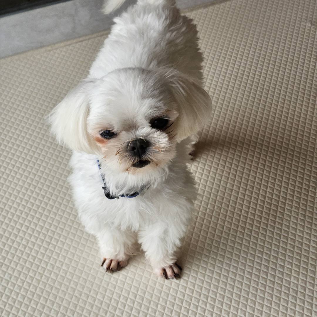 말리