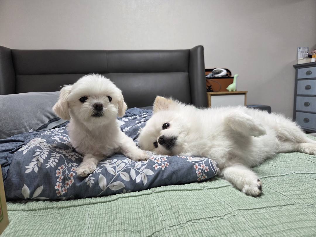 지아