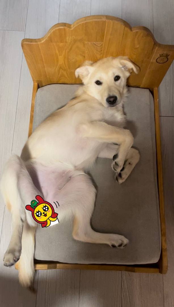 베베