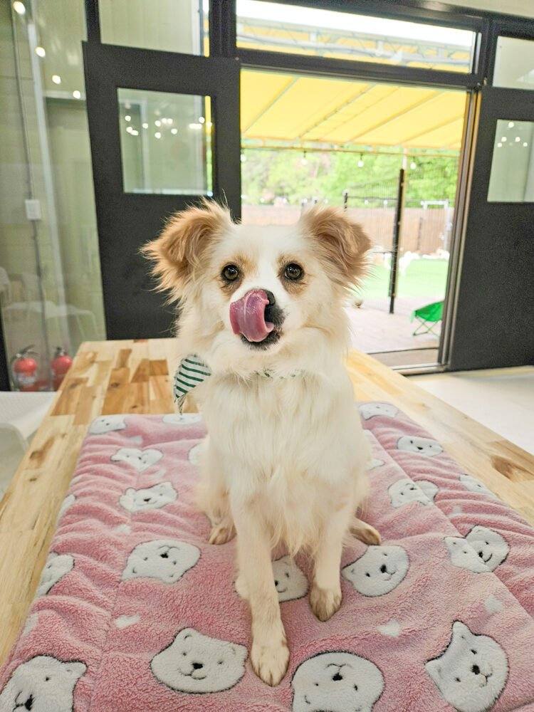 설