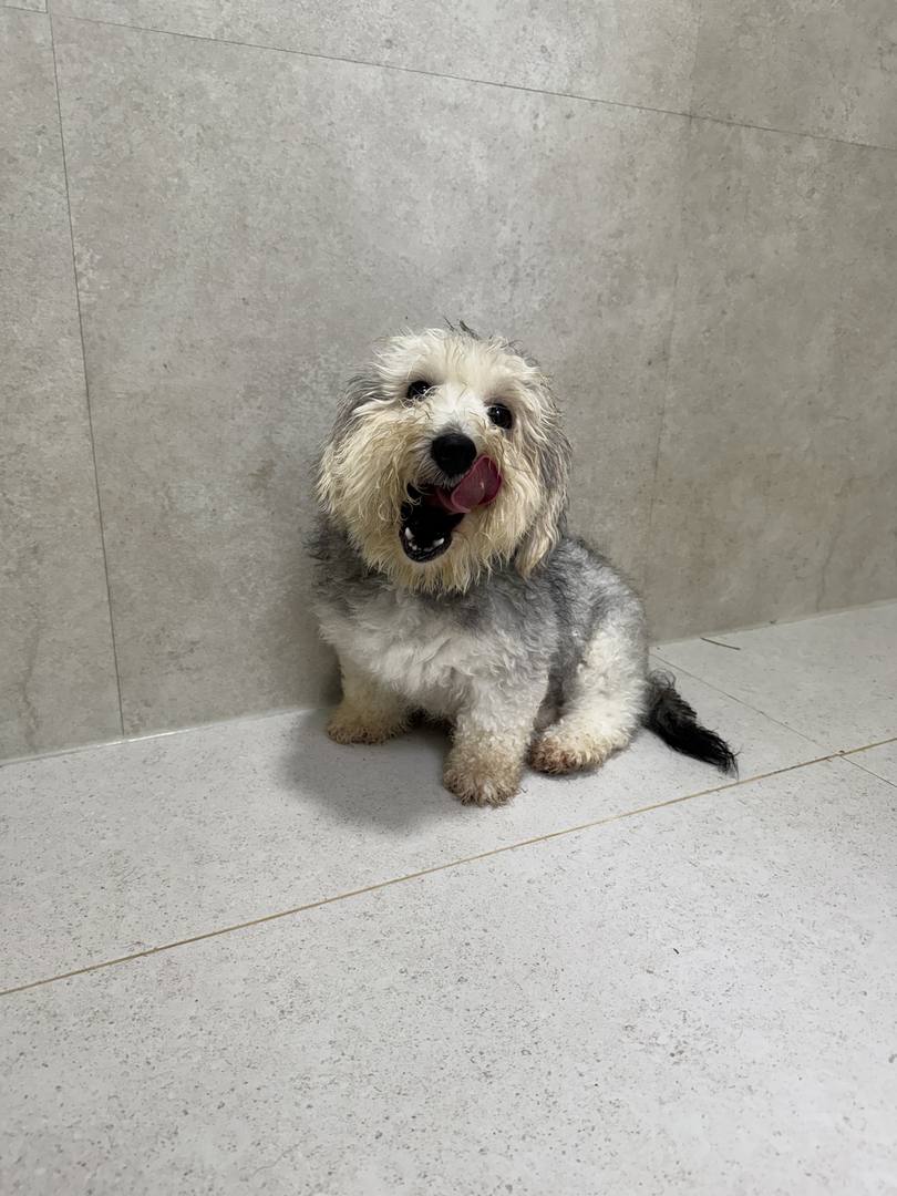 땅콩