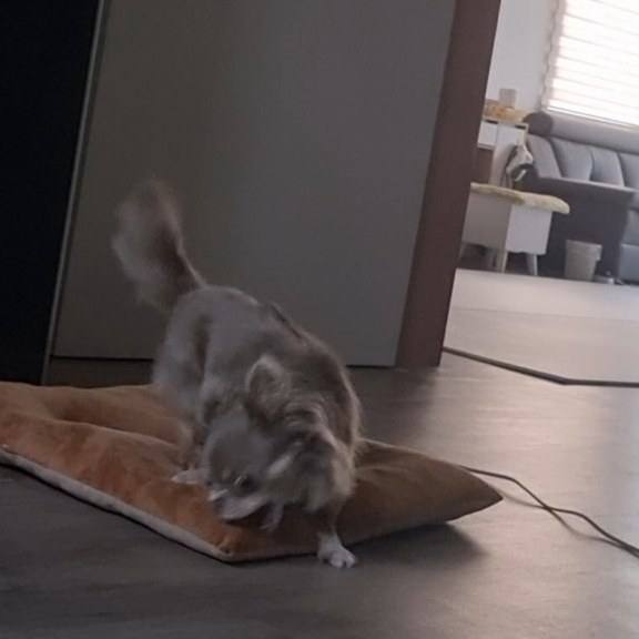 팝시