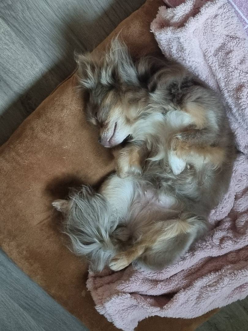 팝시