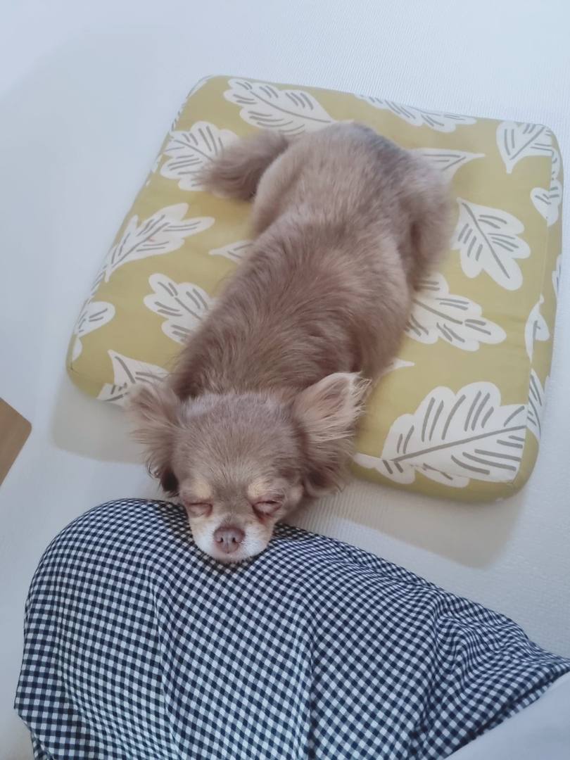 팝시