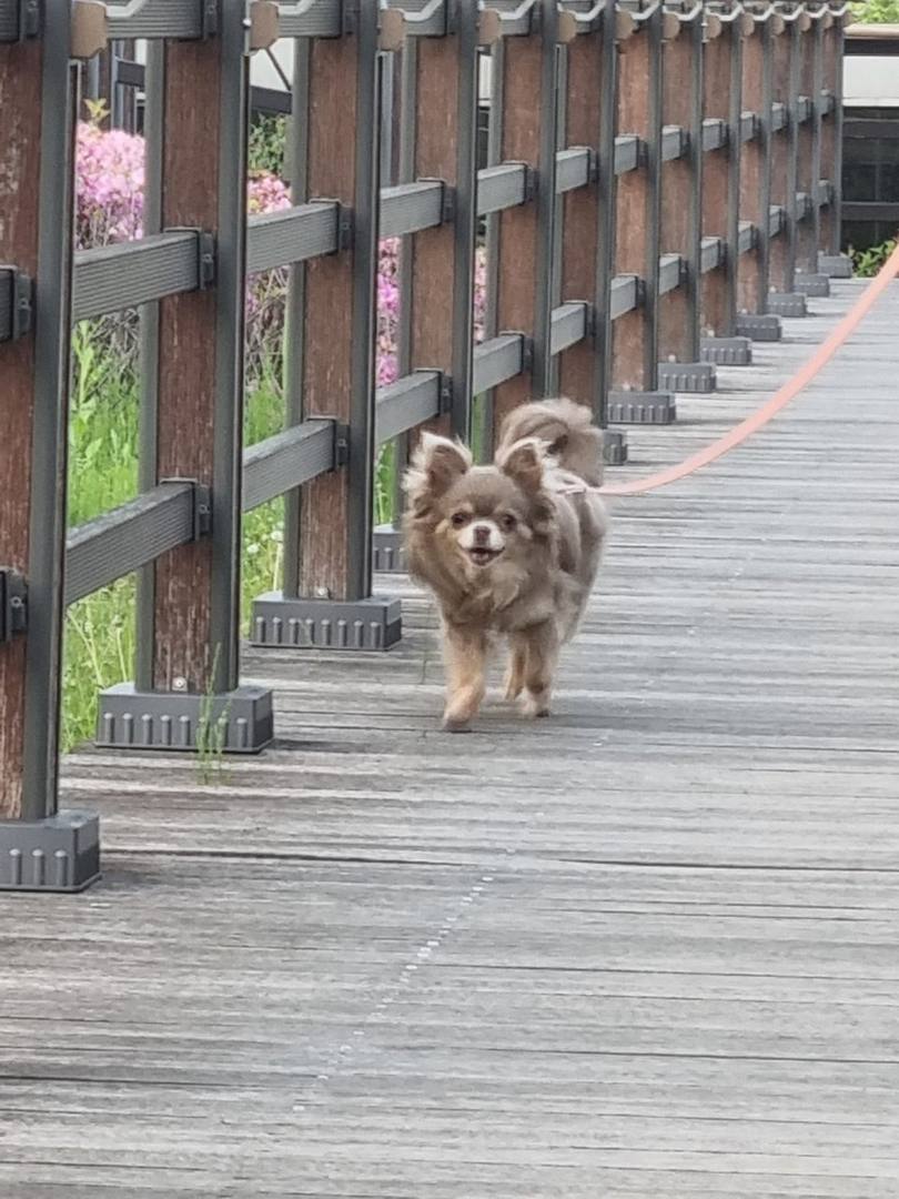 팝시