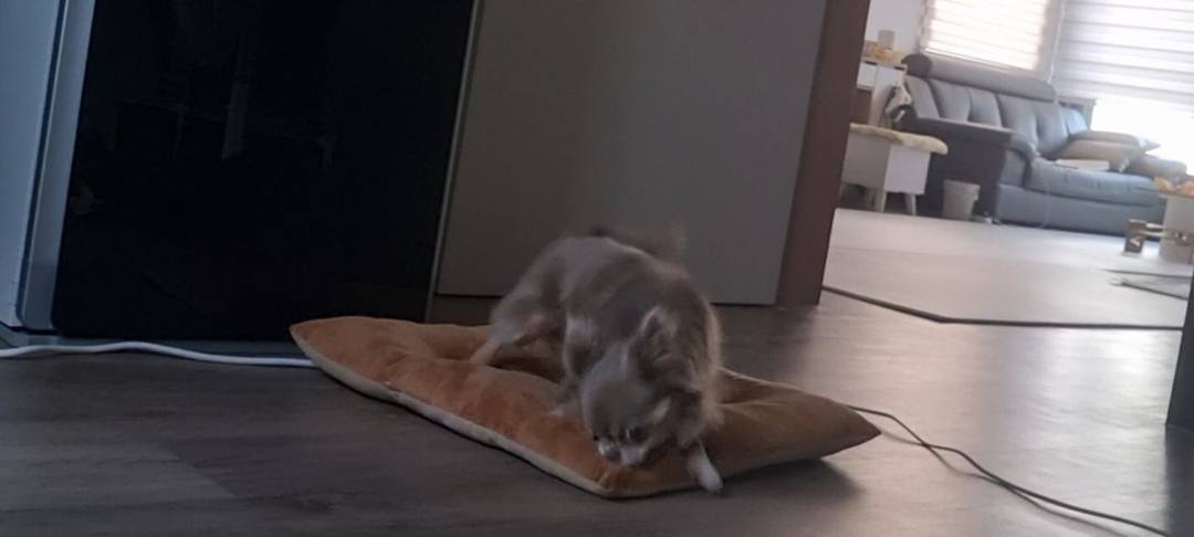 팝시
