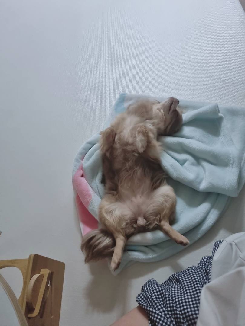 팝시