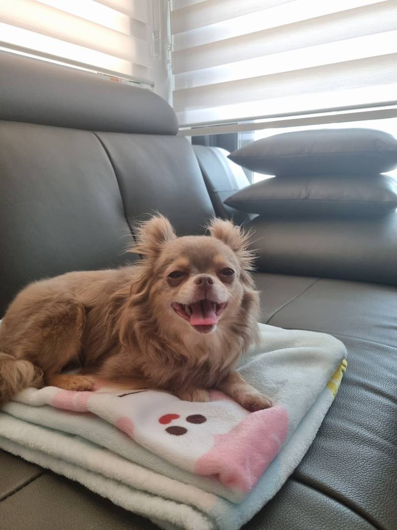 팝시