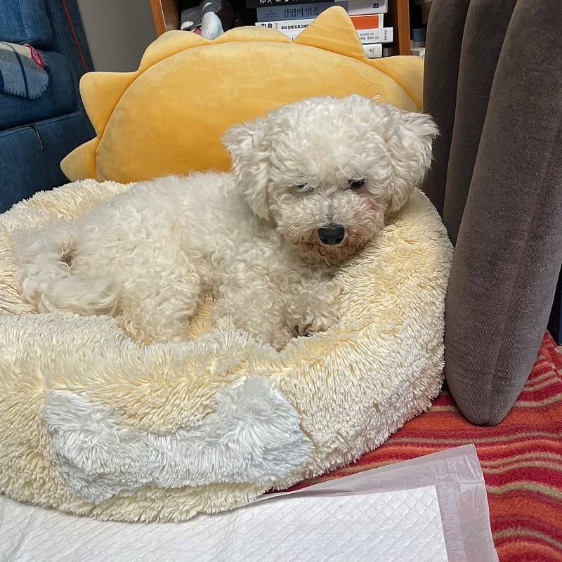 셔리