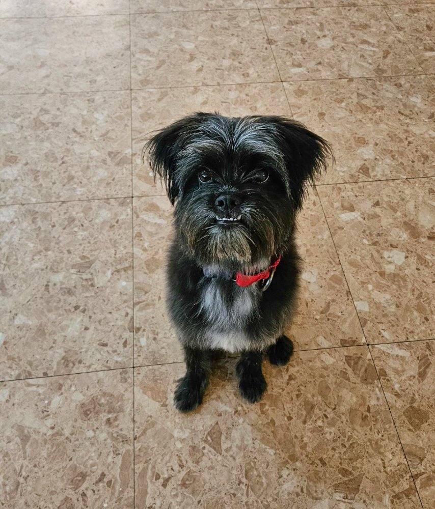 오리온