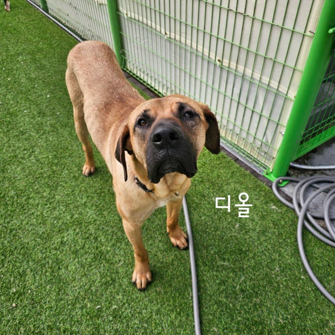 디올