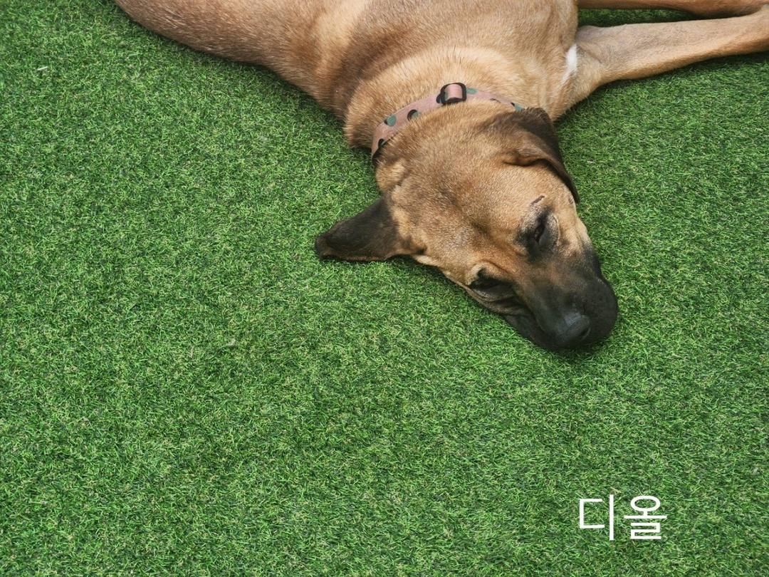 디올