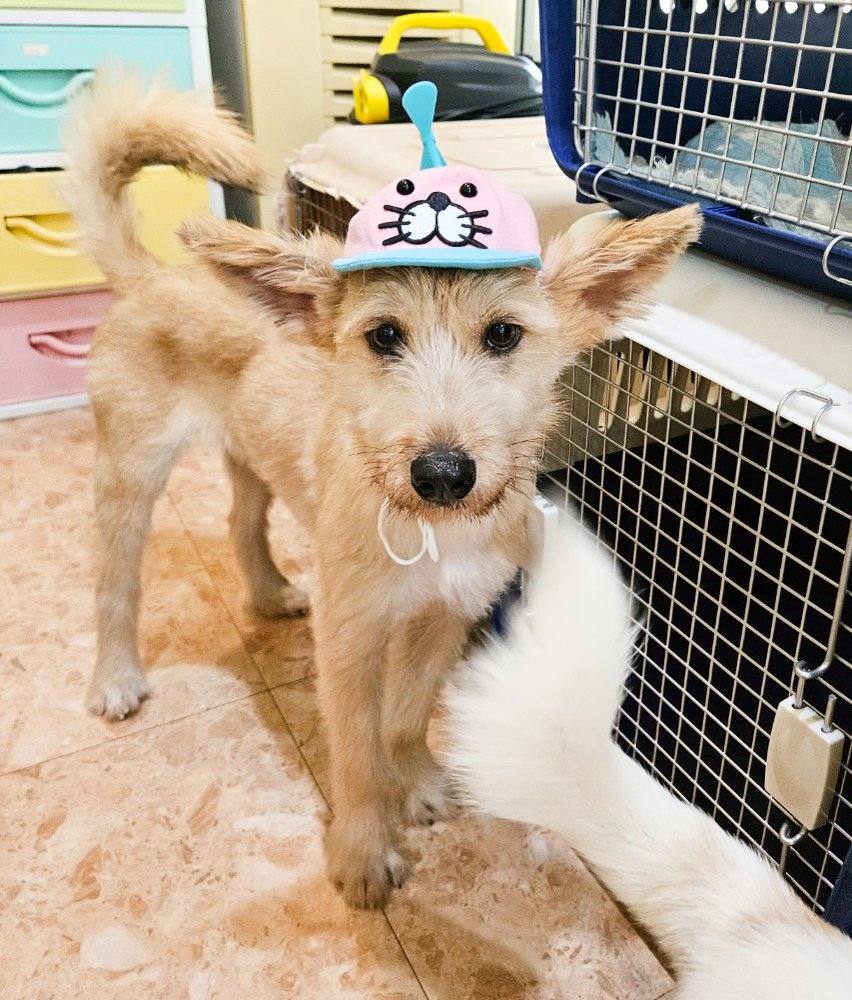 럭키