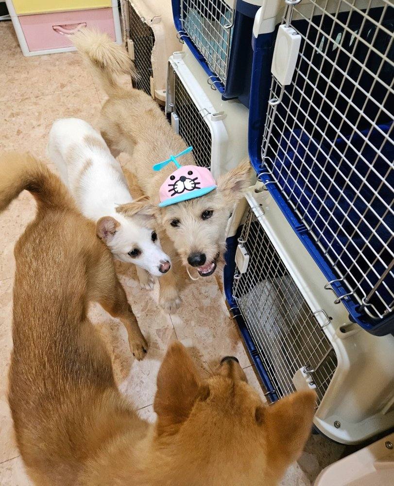 럭키