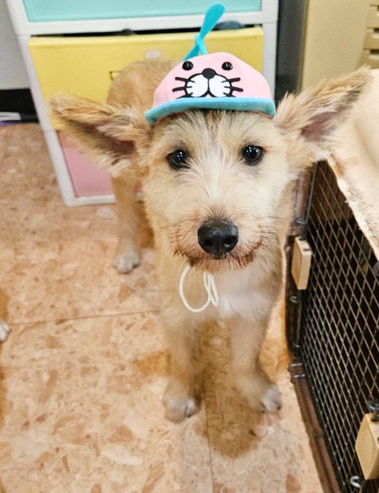 럭키